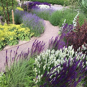 Salvia Caradonna, lavendel, daggkåpa, trädgårdsdesign