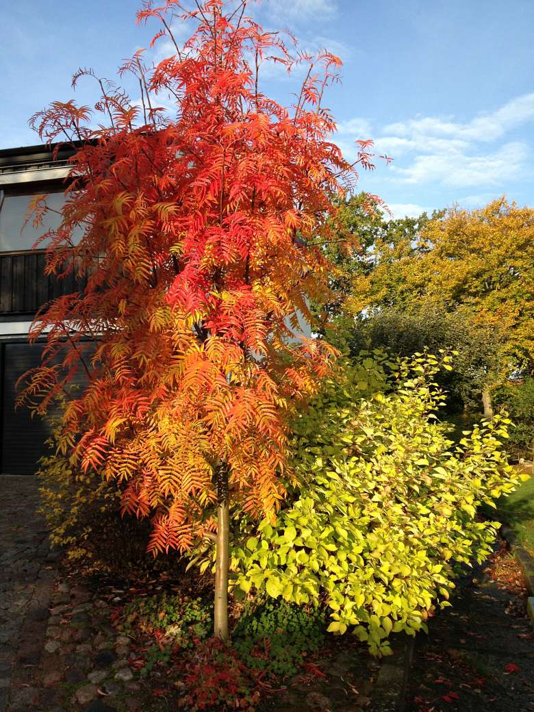 Sorbus Dodong Trädgård Bergåsa av Trädgårdsverkstan